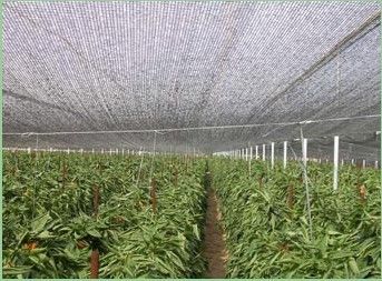 Fabrication d'ombre de Sun tricotée par Raschel de HDPE pour la serre chaude, horticulture