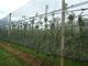 Anti filets de grêle de HDPE vert-foncé avec UV pour l'agriculture, 30gsm - 50gsm